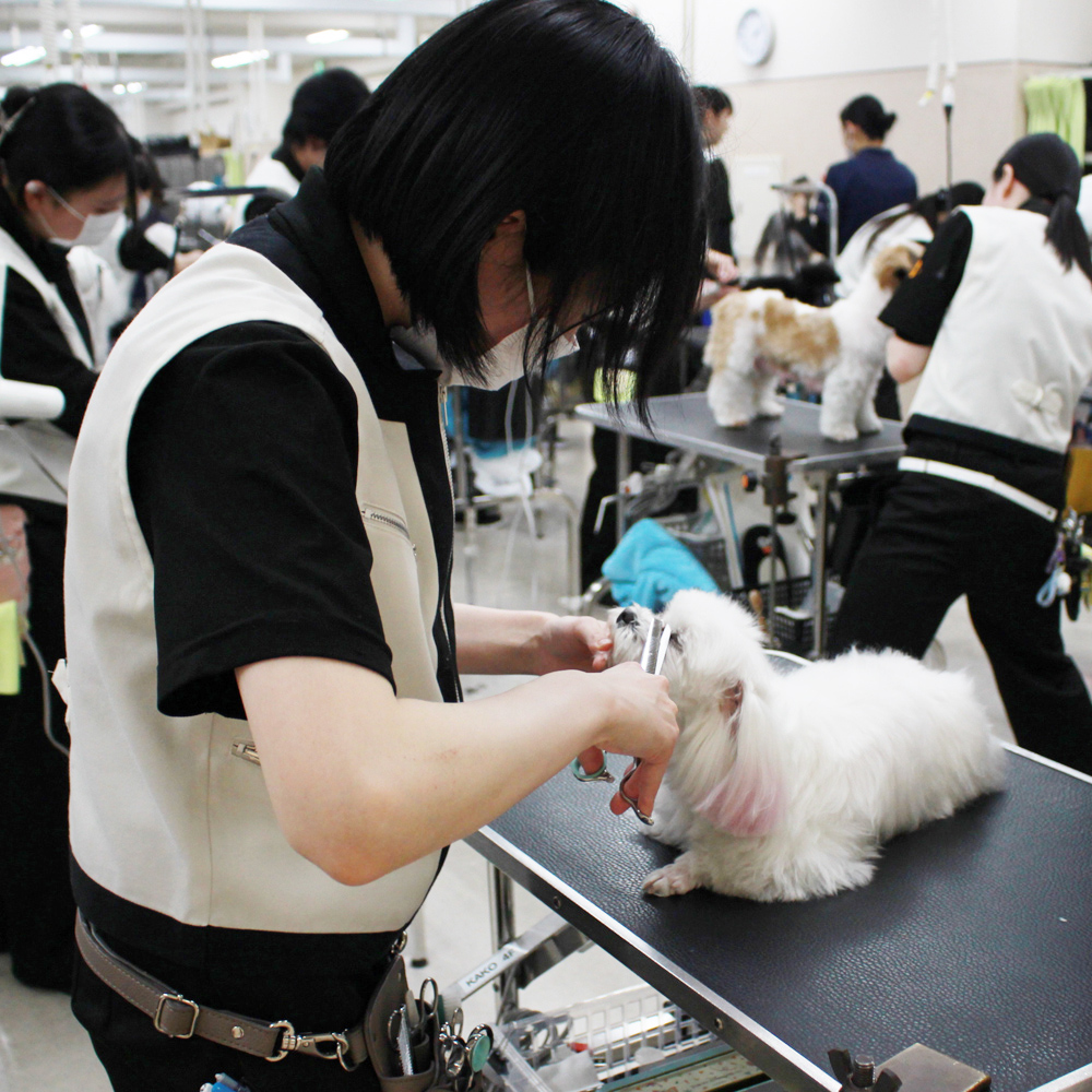 １年生モデル犬と一緒にトリミング実習！